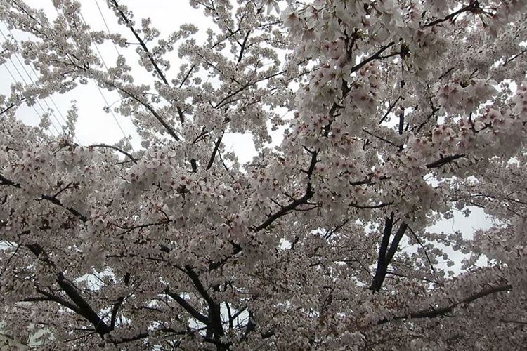 Japan Kansai, Daimonji-yama and Philosopher's Path, Kyoto, Cherry Blossoms, Walkopedia